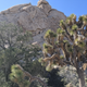 Watching rock climbers at Joshua Tree NP